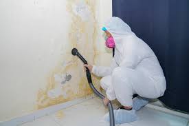 Reliable Red Bank, NJ Mold Removal Solutions